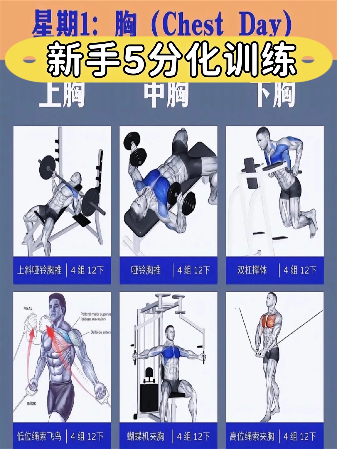 在推的过程中,想象你的大臂向你的胸肌聚拢. 背部锻炼要点: