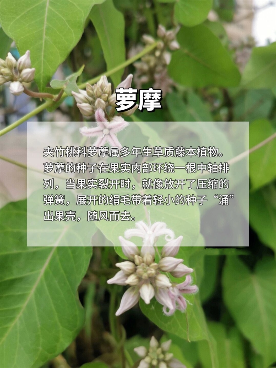 我是络石也被称为风车茉莉是这几年备受瞩目的网红植物