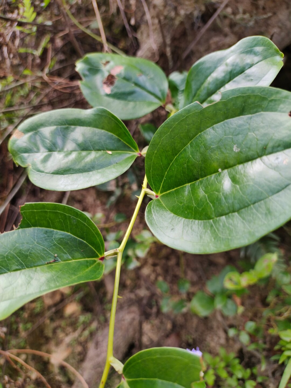 每天认识一种植物—菝葜  今天我给大家介绍一种非常特别的植物,它就