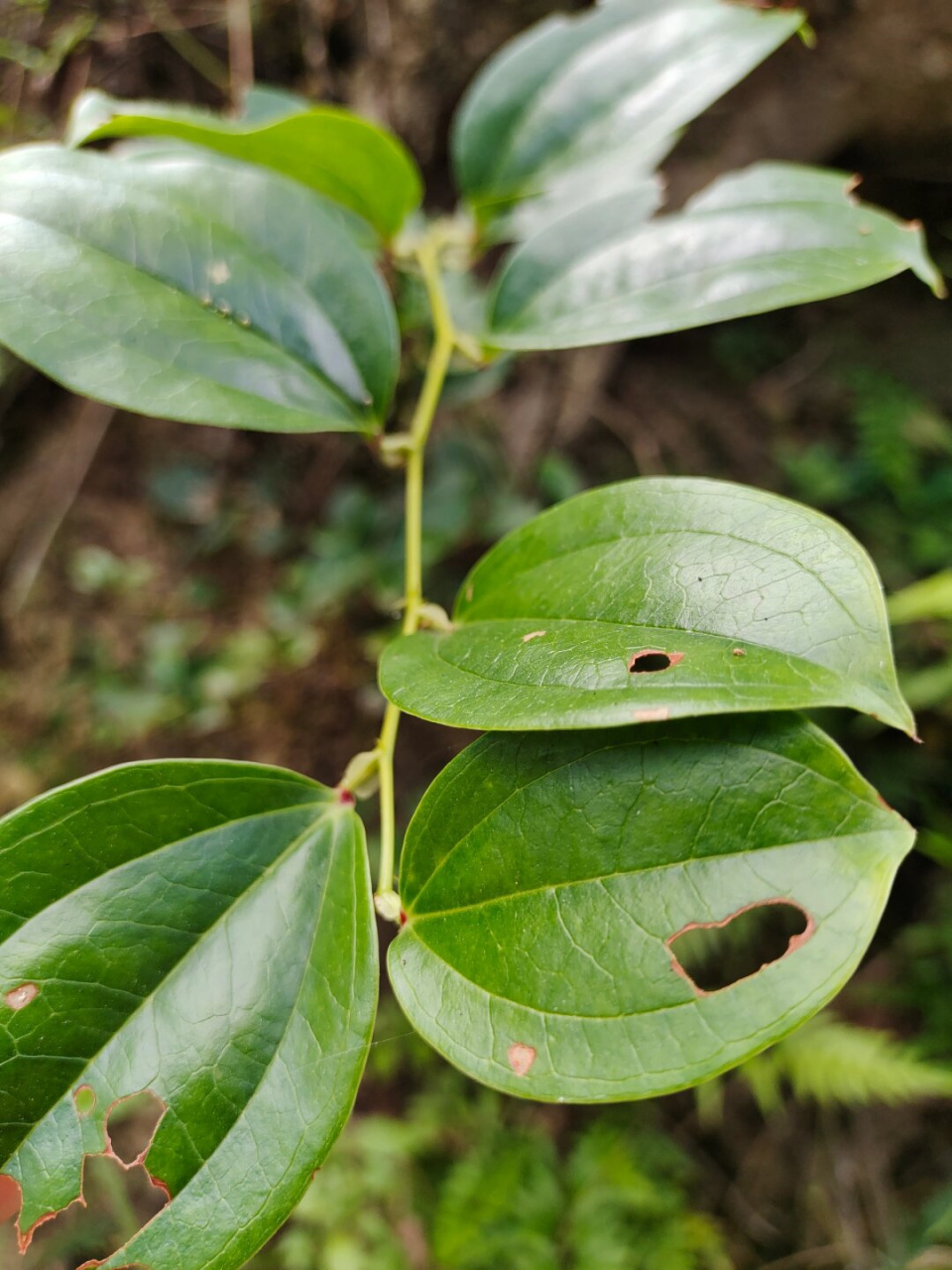 每天认识一种植物—菝葜  今天我给大家介绍一种非常特别的植物,它就