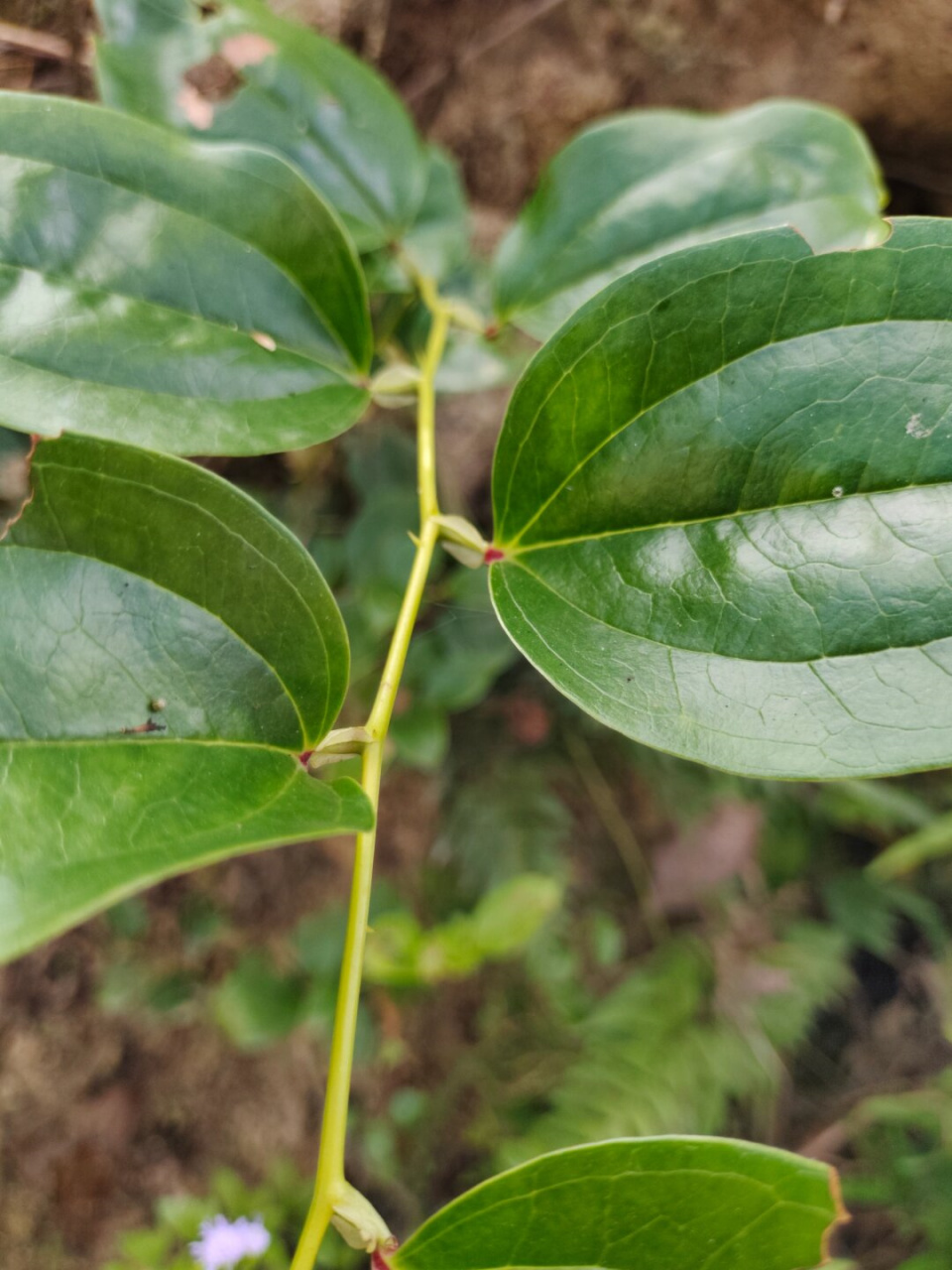 每天认识一种植物—菝葜  今天我给大家介绍一种非常特别的植物,它就