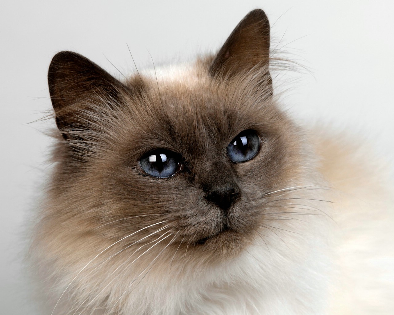 性格nice的宠物猫:伯曼猫 伯曼猫,又称为缅甸圣猫,是一种受欢迎的中型