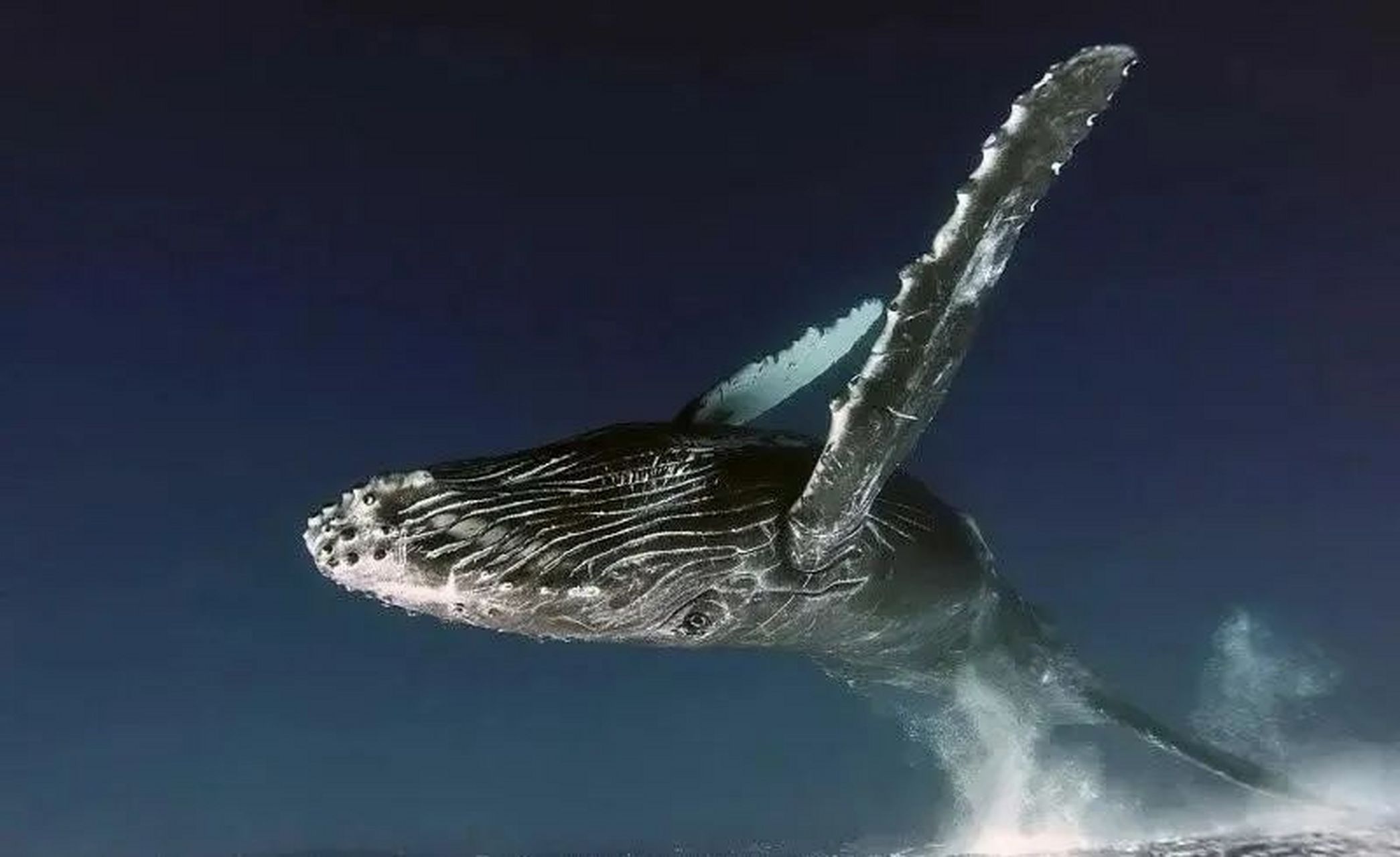 几十吨的座头鲸跃出水面的瞬间