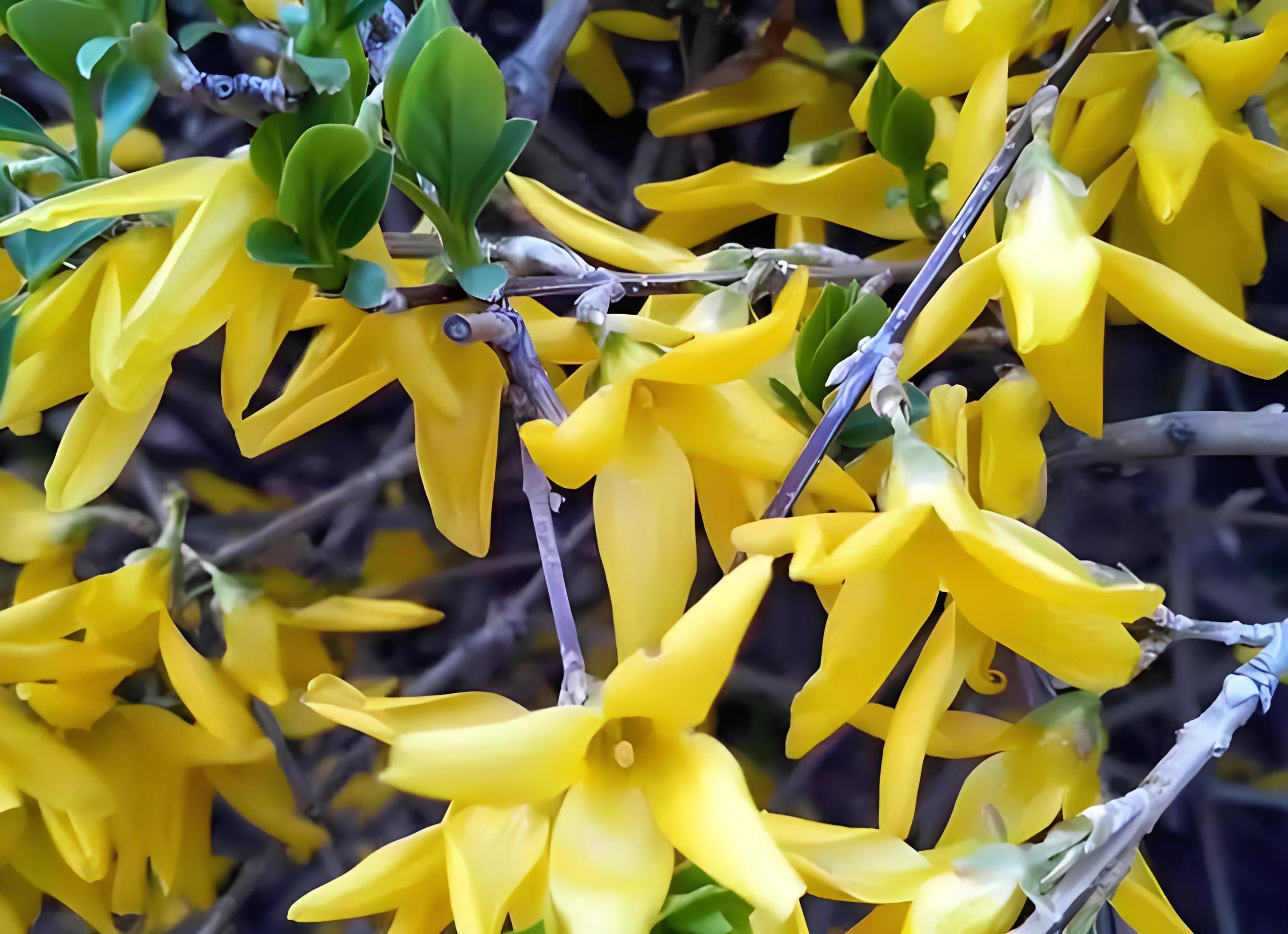 连翘:千姿百态的观赏植物与药用瑰宝,解读十大特色品种魅力
