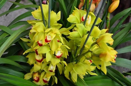 大花蕙兰盆栽的养护方法