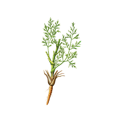 每天认识一味中药-防风