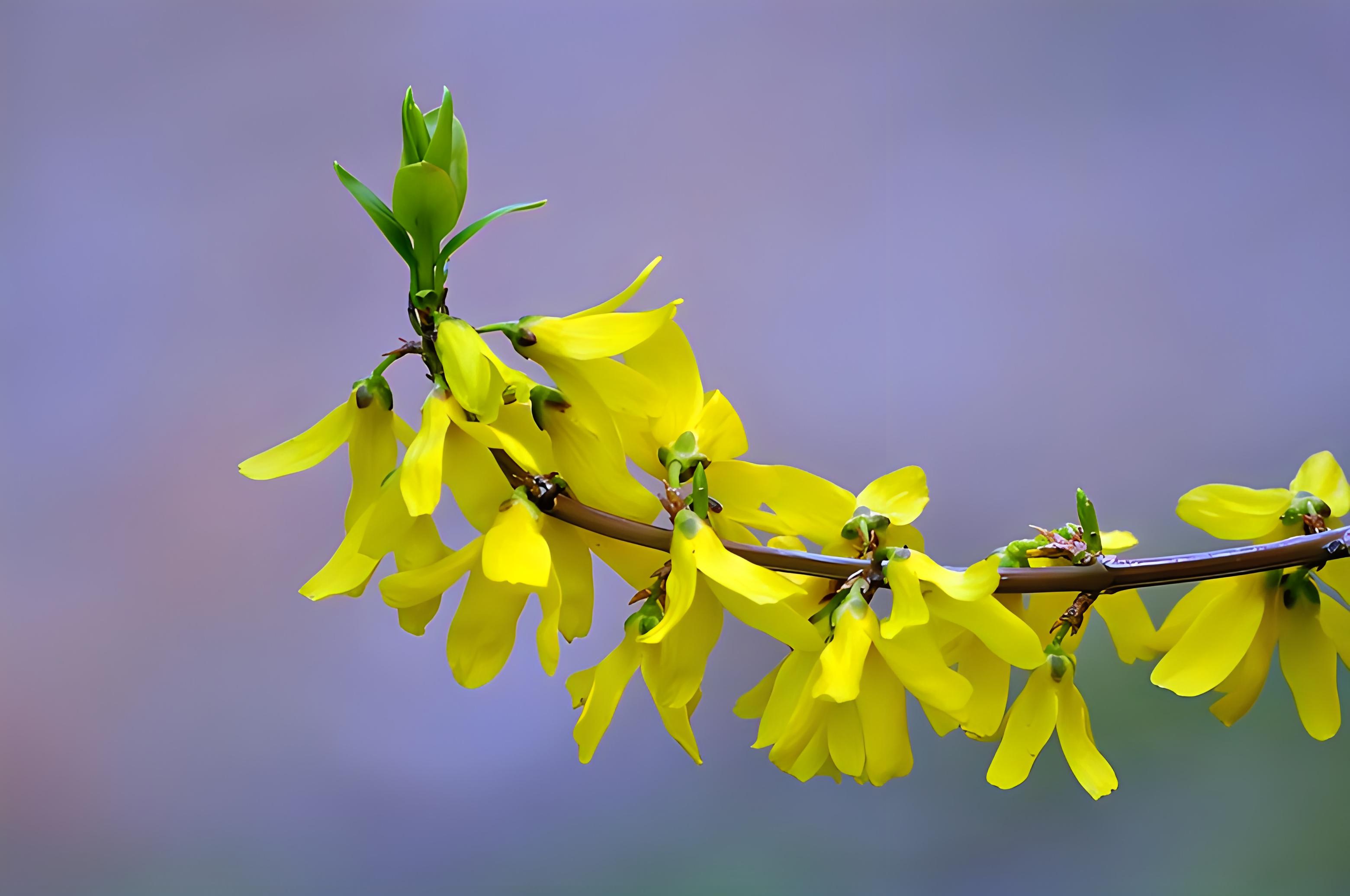 连翘:千姿百态的观赏植物与药用瑰宝,解读十大特色品种魅力