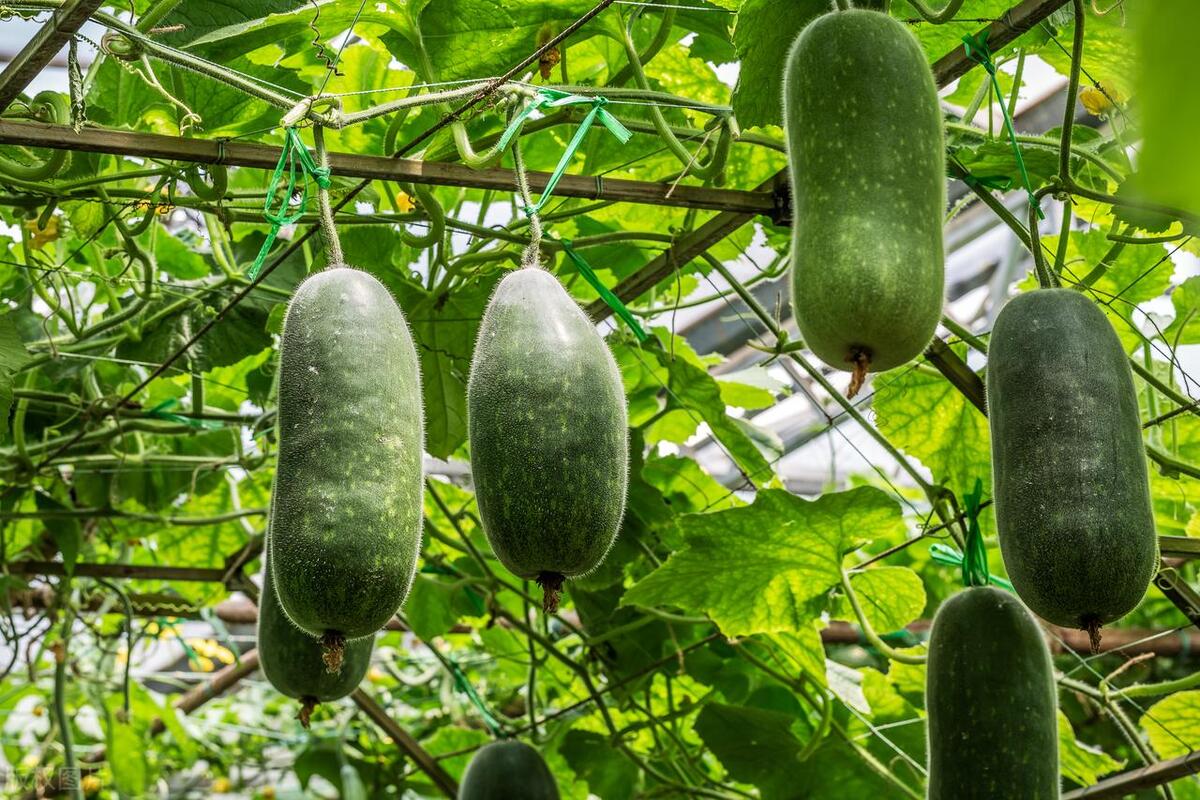 傻瓜的"瓜",到底是个什么瓜?