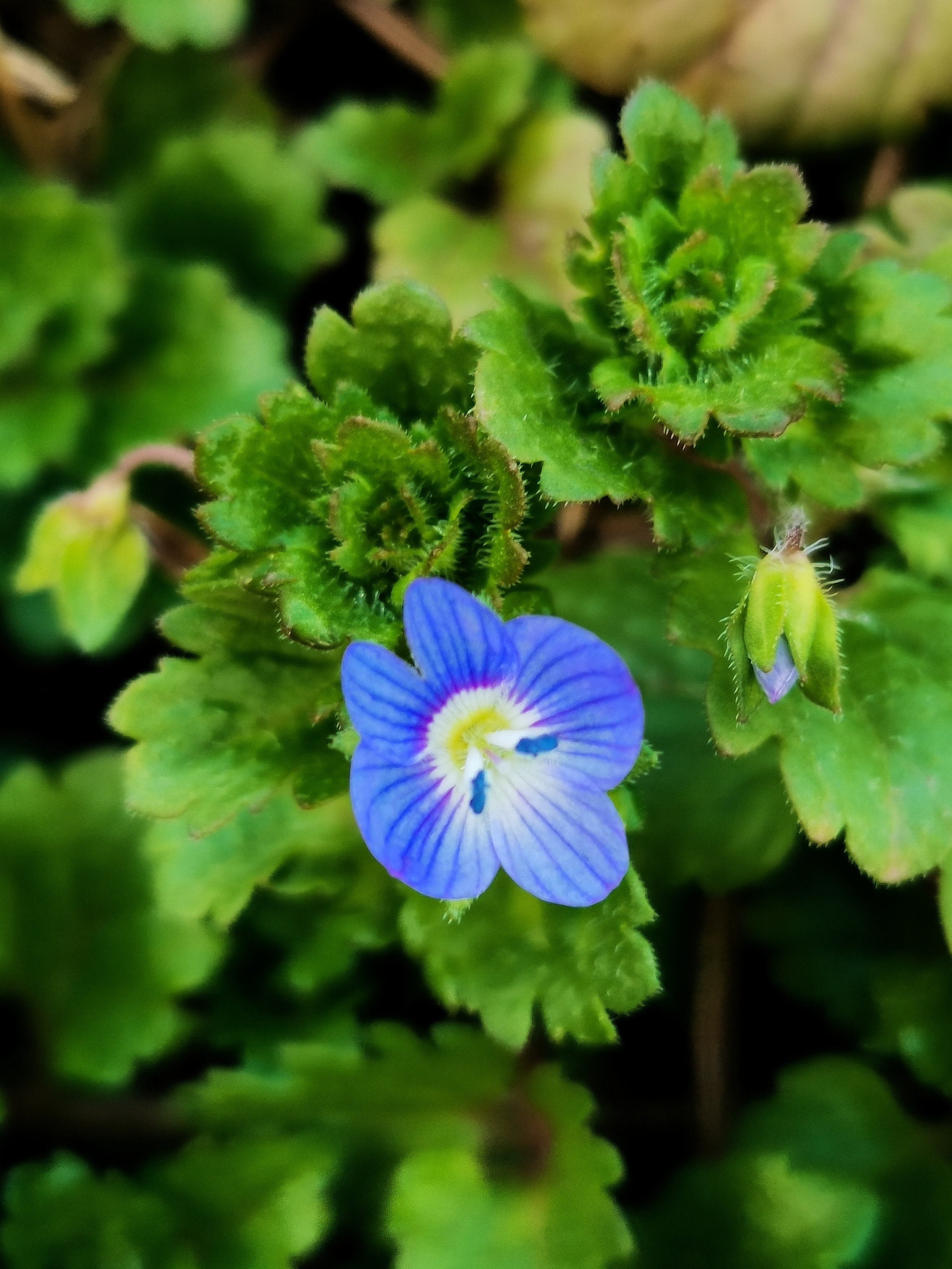 阿拉伯婆婆纳 玄参科婆婆纳属铺散多分枝草本植物