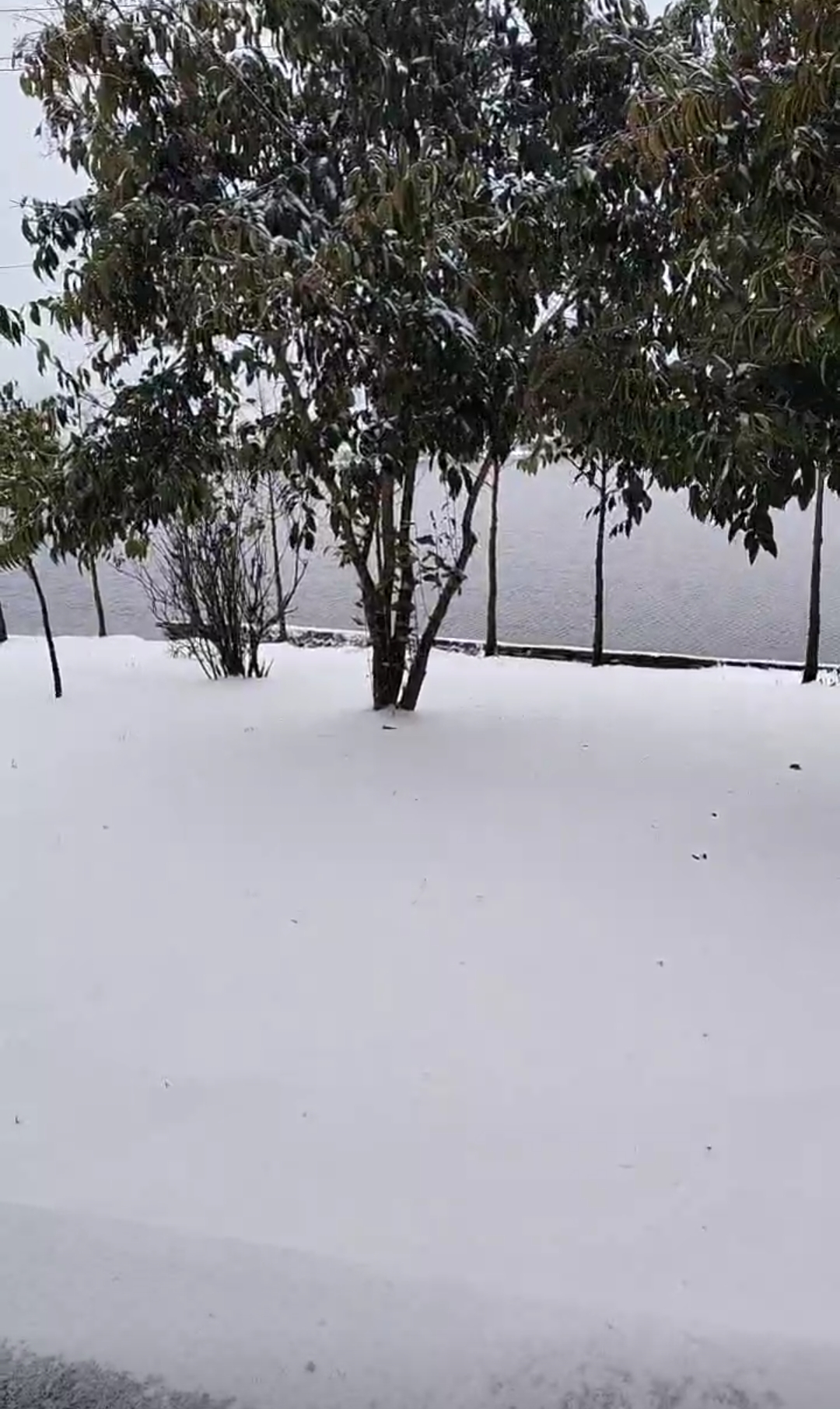 昨晚冻雨下了一夜早上就是白茫茫一片太冷了被窝里都捂不热
