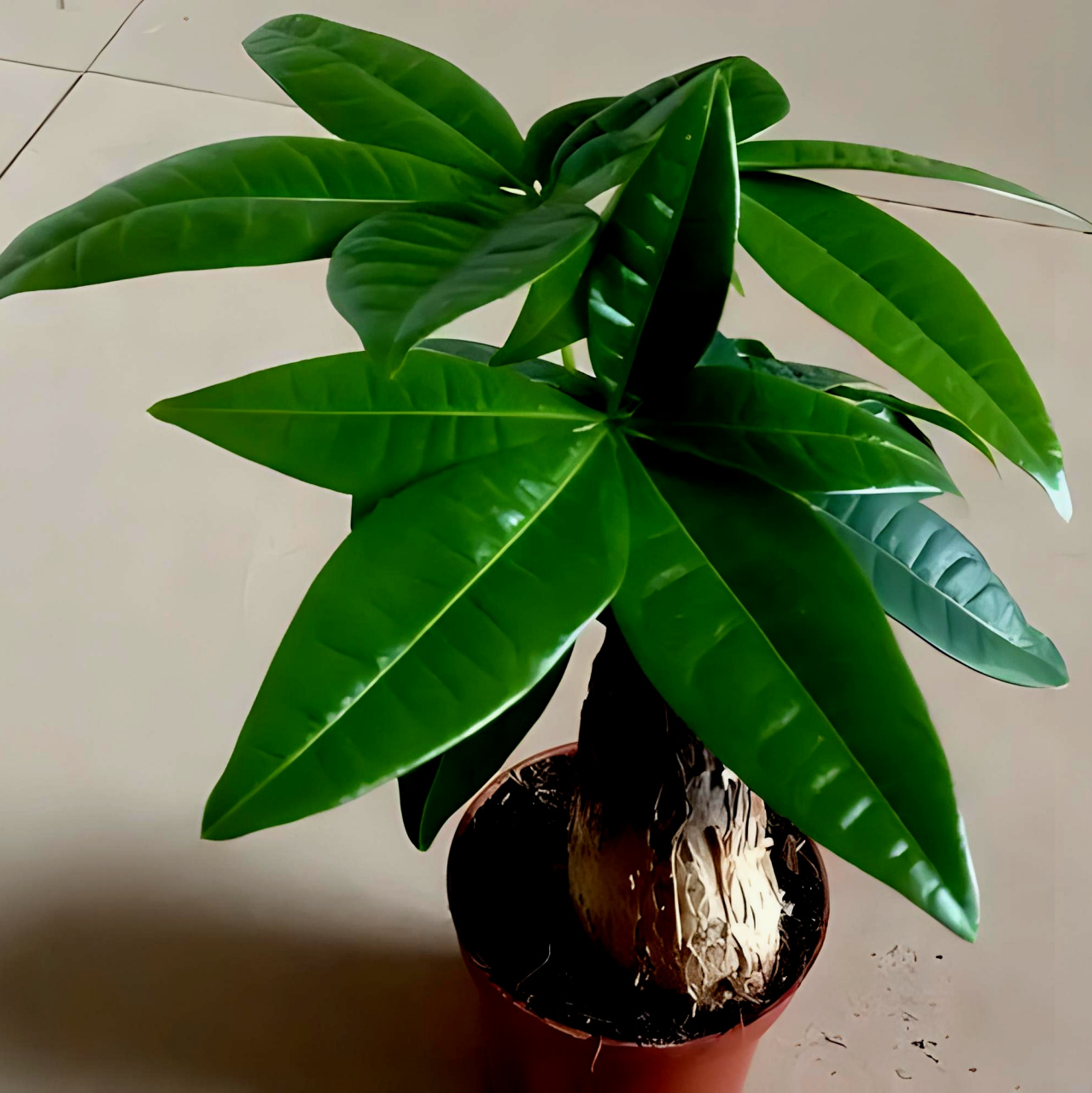《发财树》         发财树,又称金钱树,是热带植物,以其独特的观赏