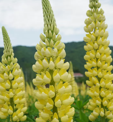 鲁冰花——总状花序,蝶形小花,花期长,春夏开花,多居于北方