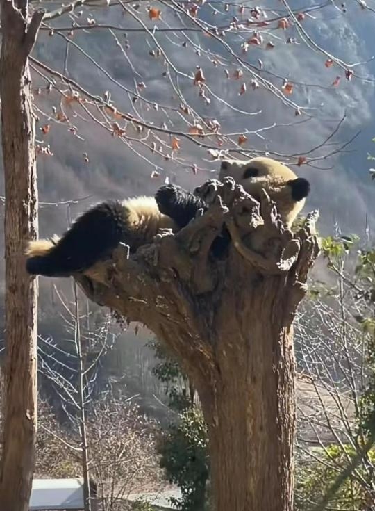 我只是看了一只大熊猫一会