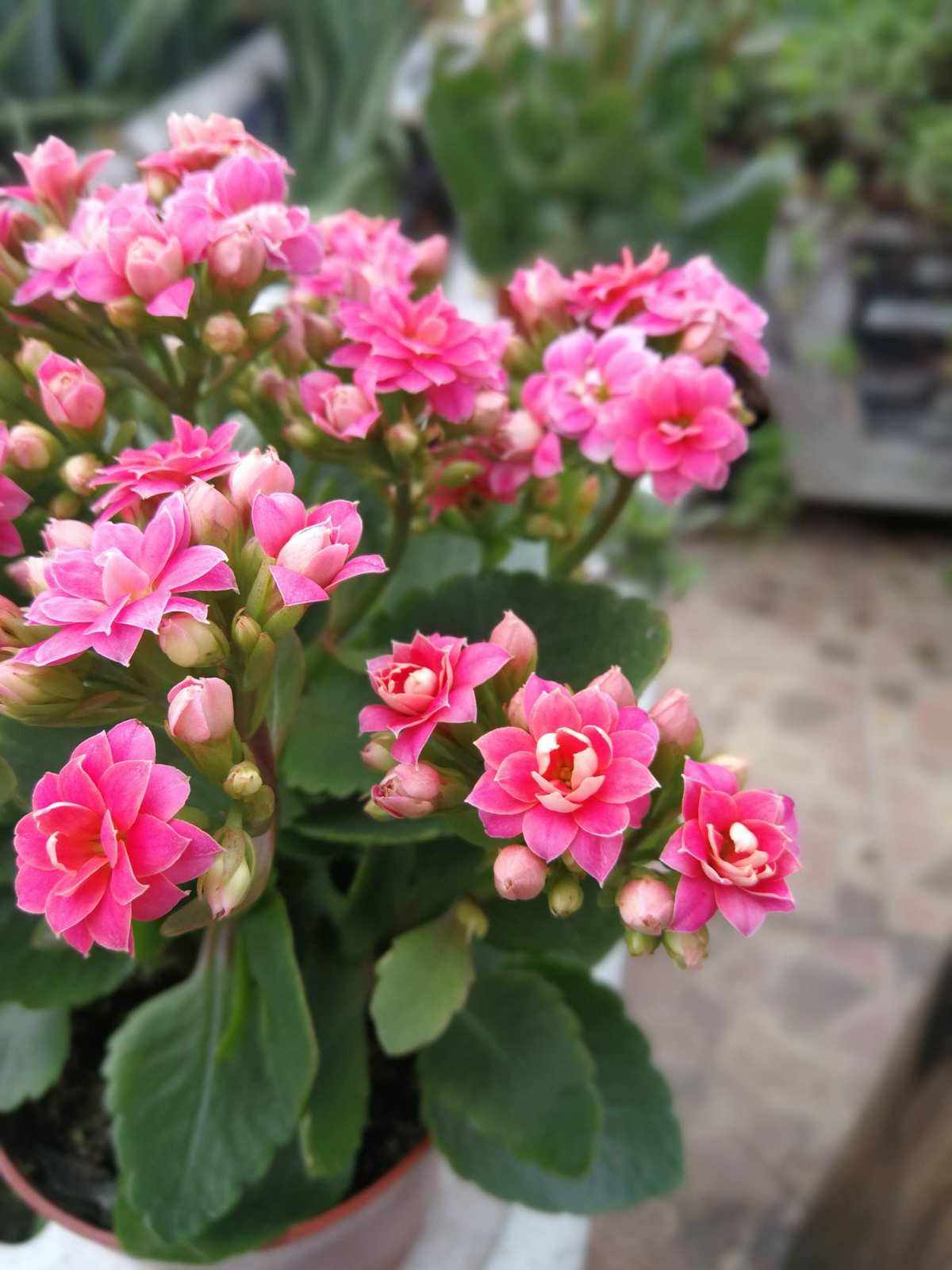 经过一家便利店门口,看到人家的长寿花开得很是好看,粉粉嫩嫩的,像是