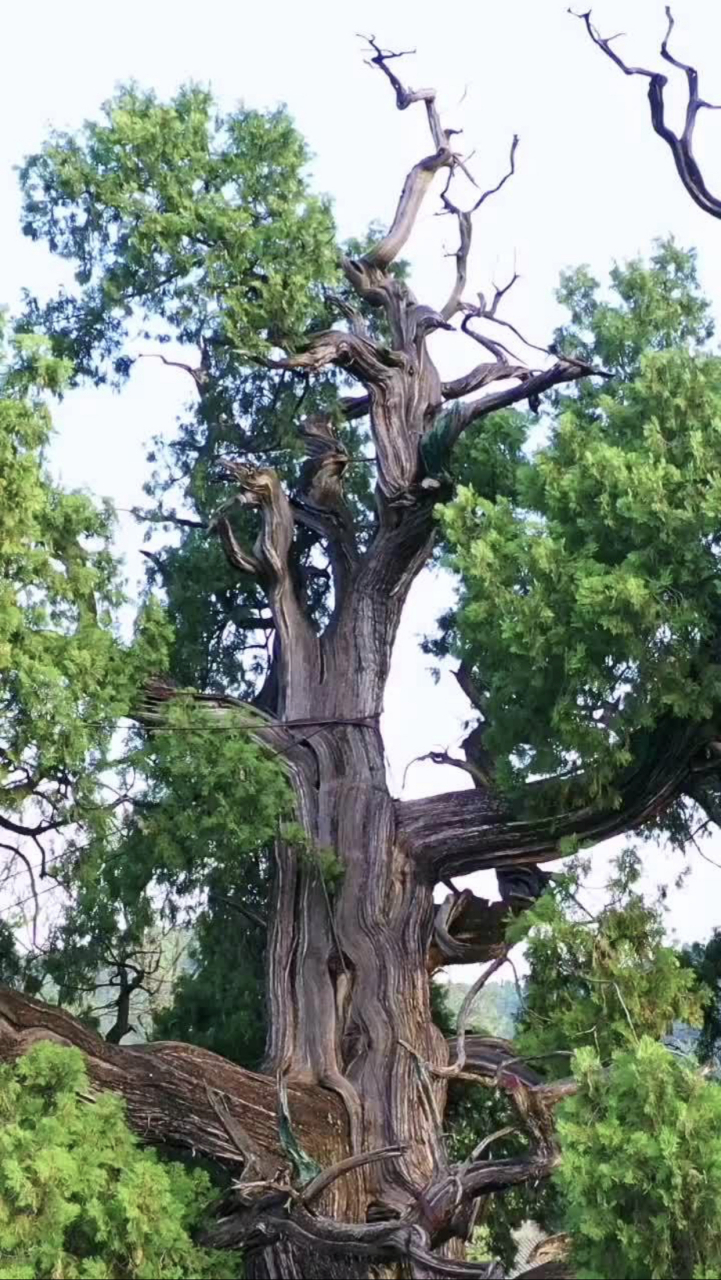 柏树,5000年的古柏,轩辕柏,大受震撼