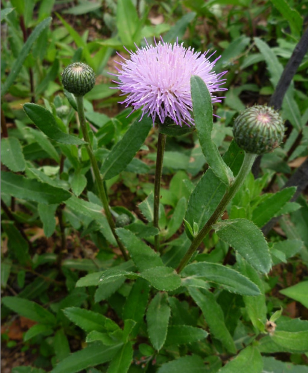 药用植物一小蓟