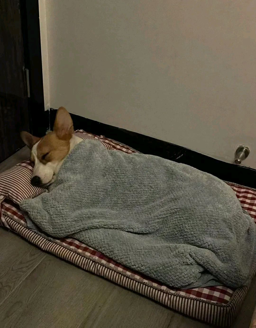 谁知第二天一早,老妈竟让狗子睡门边,还给它盖被子!   老妈说天