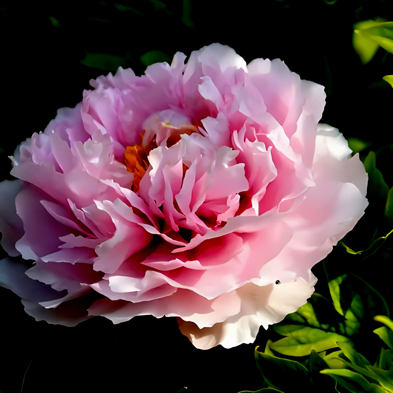 《牡丹》         牡丹,作为中国的国花,一直以来都是人们心中最美丽