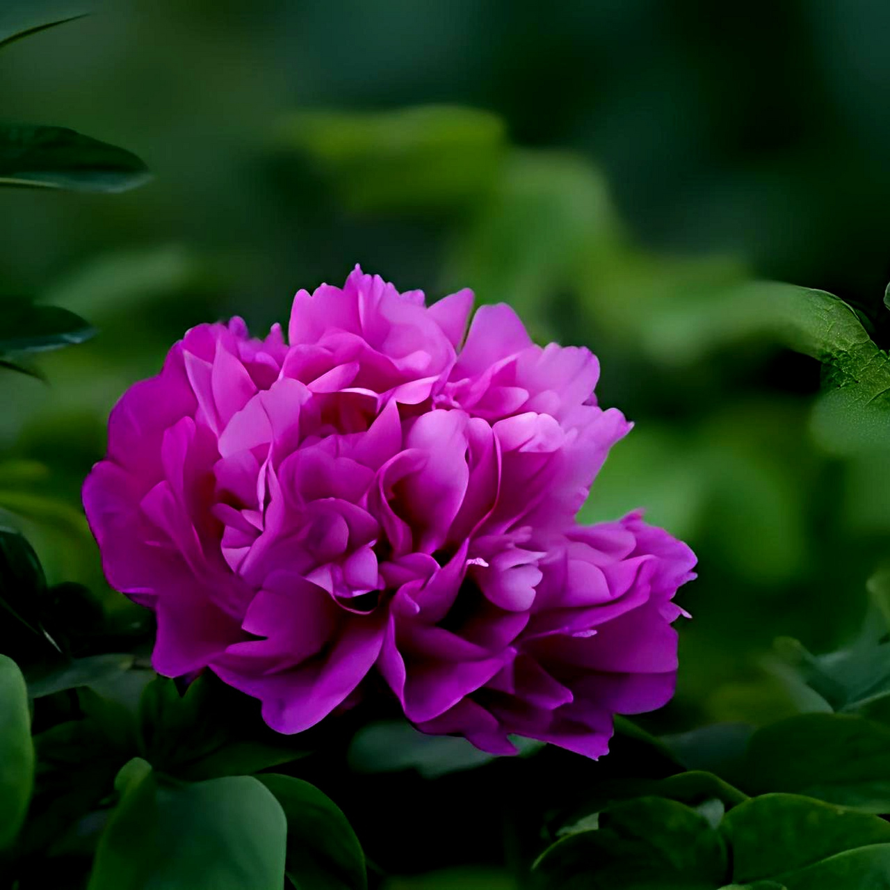 《牡丹》         牡丹,作为中国的国花,一直以来都是人们心中最美丽