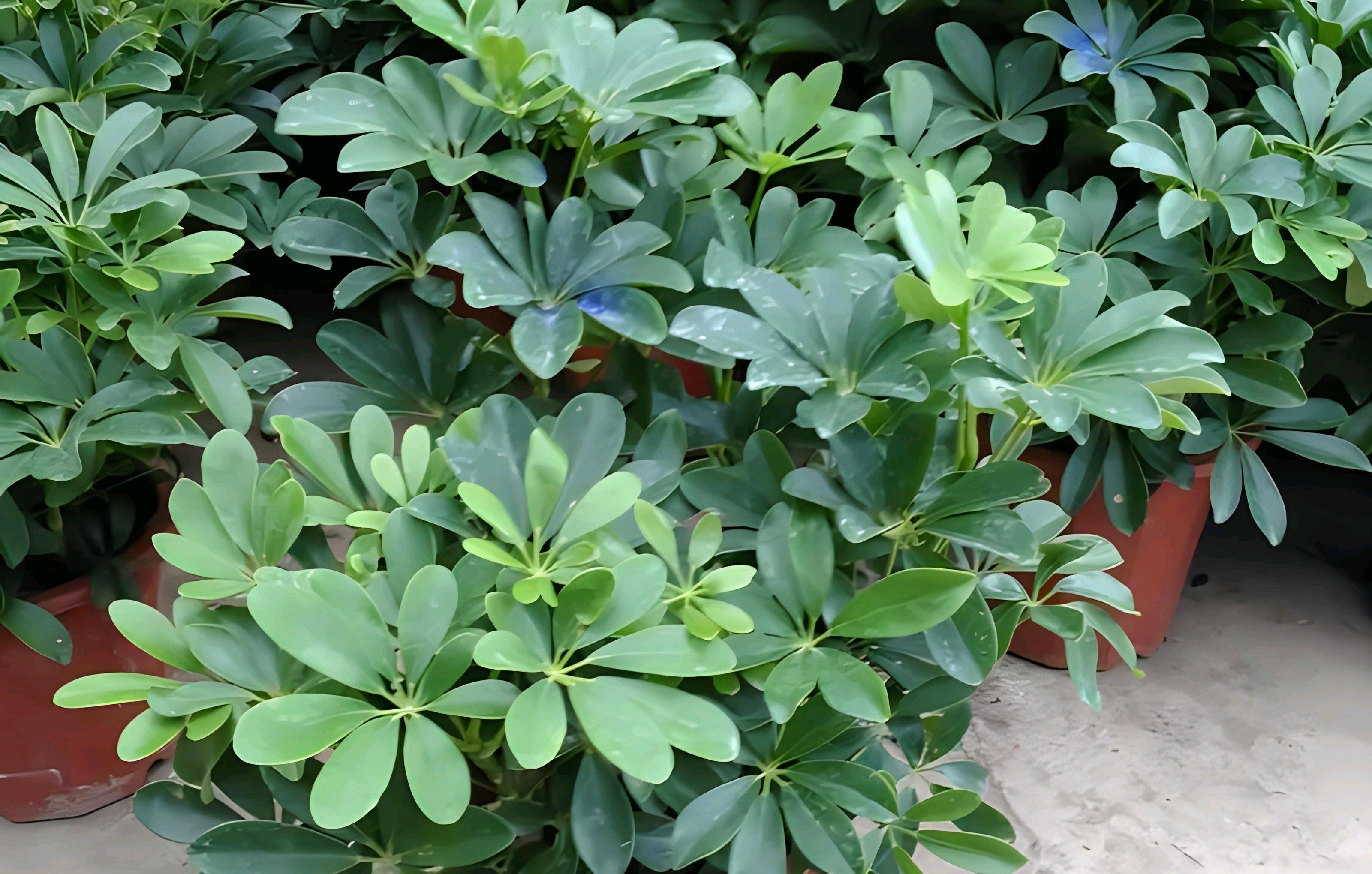 鸭掌木植物记录卡图片