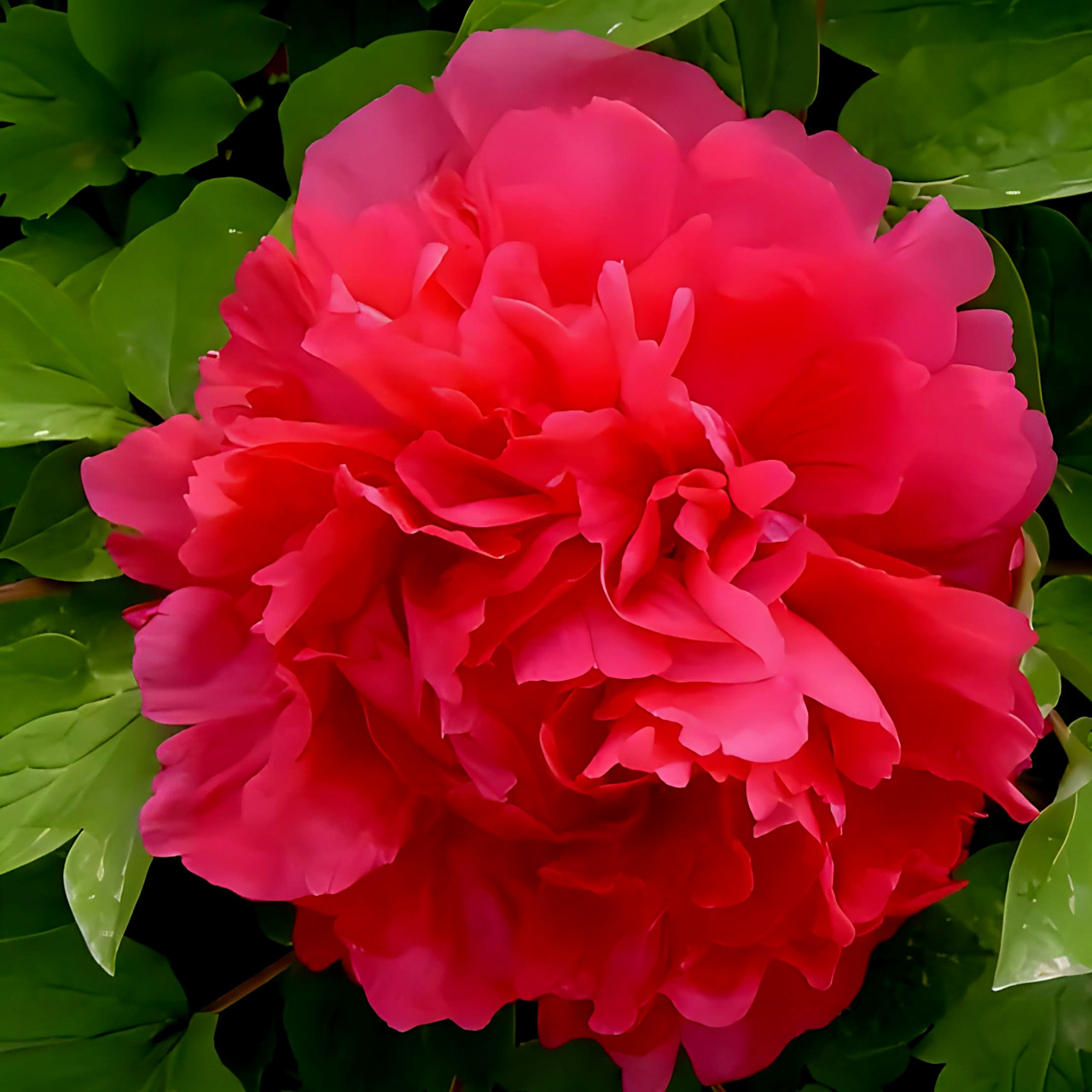 《牡丹》         牡丹,作为中国的国花,一直以来都是人们心中最美丽