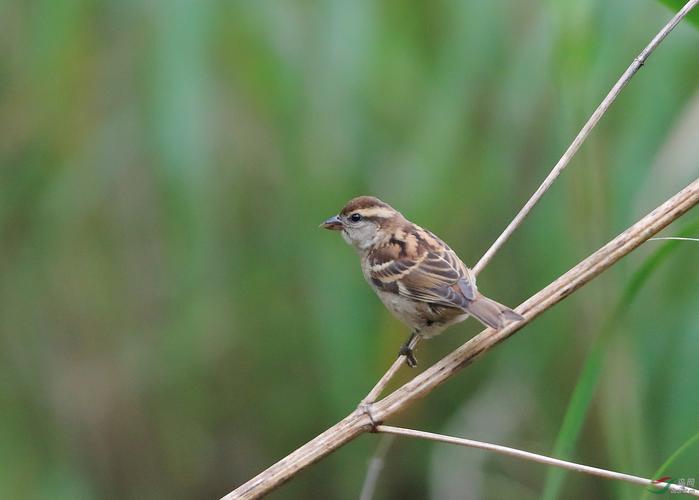 鸟类大全:家麻雀简介!