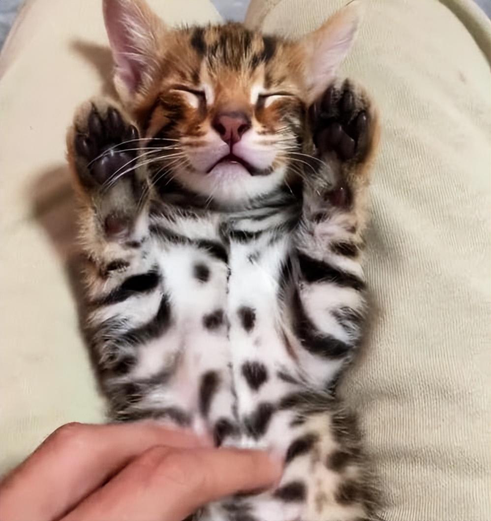 20年70岁老太捡到一只猫越养越不对劲被专家告知真相后腿发软