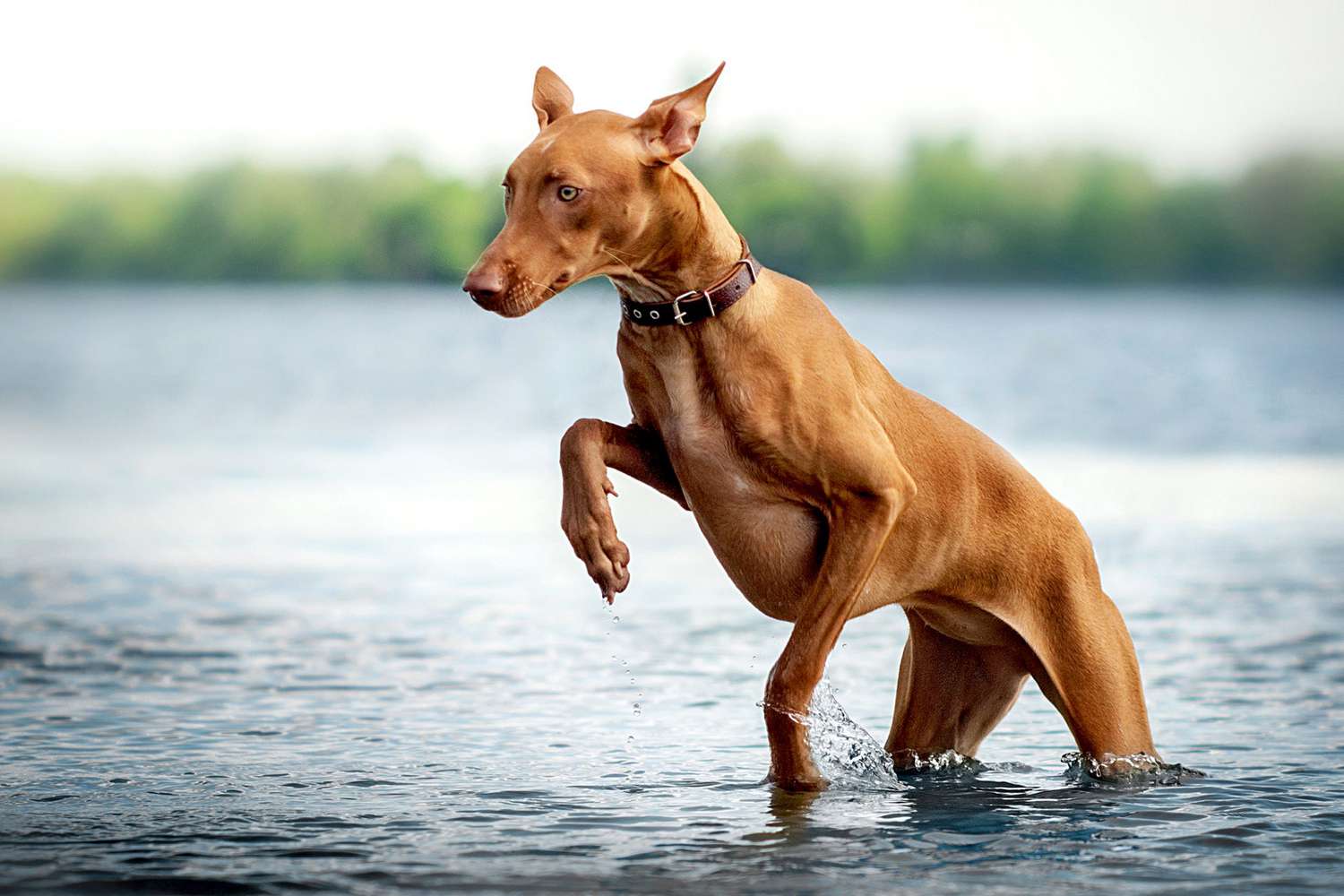 世界上十大贵族狗