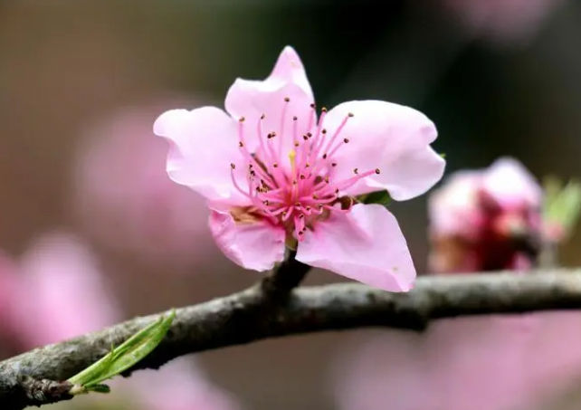 减字木兰花42首,释放冬季里的另类美