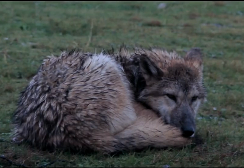 回顾2010年四川姑娘与狼共室视以儿子10年后草原相认结局泪目