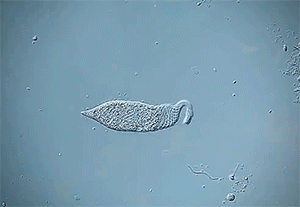 微观奇景显微镜下的38个罕见瞬间