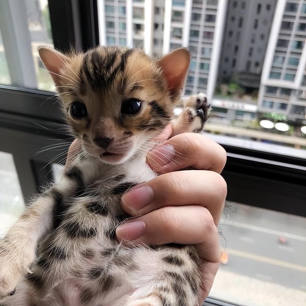 20年70岁老太捡到一只猫越养越不对劲被专家告知真相后腿发软