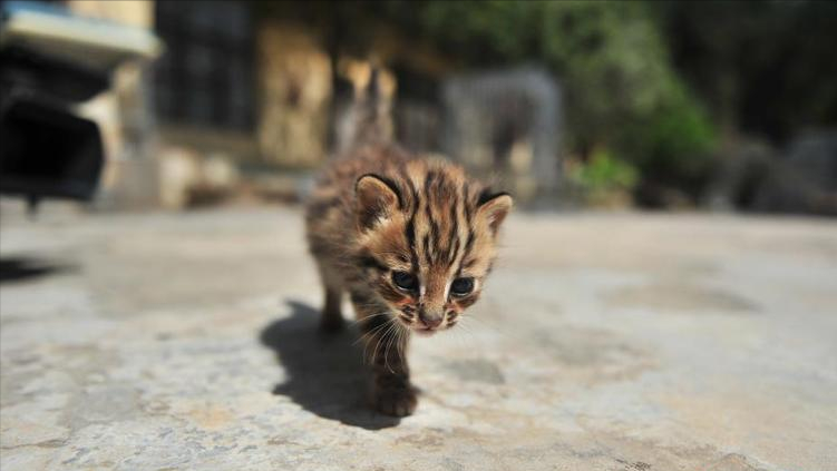 20年70岁老太捡到一只猫越养越不对劲被专家告知真相后腿发软