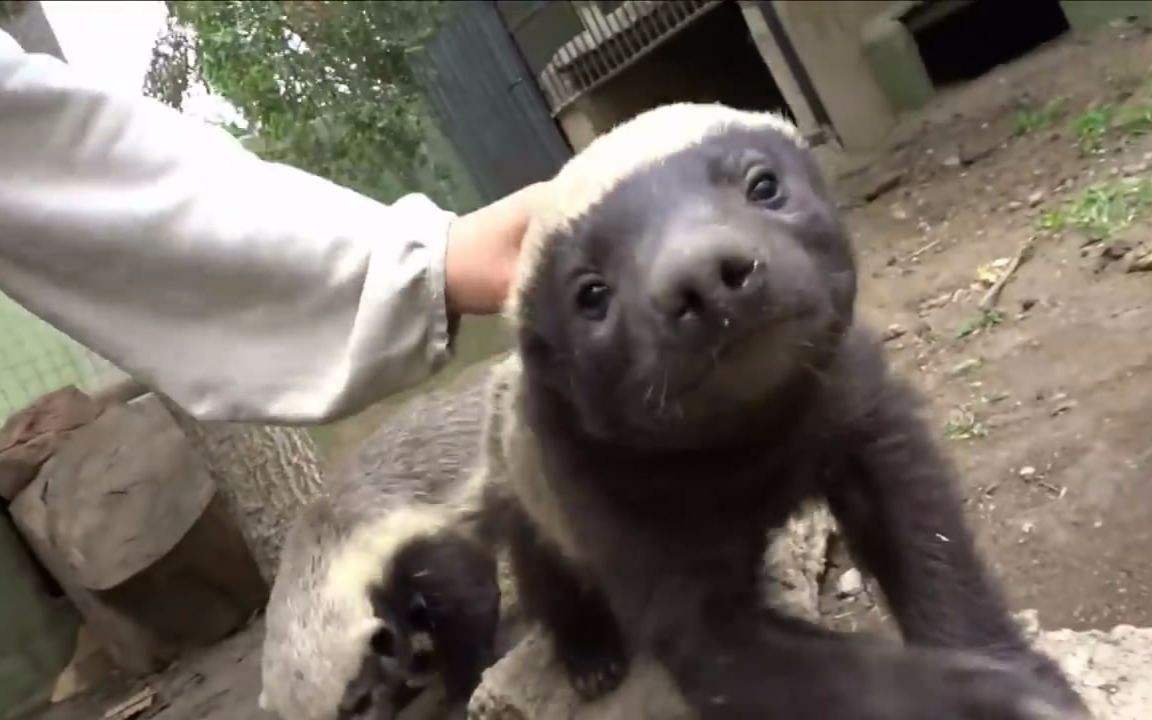 平头哥蜜獾其实有很多天敌但却没有一种对它们有严重危害