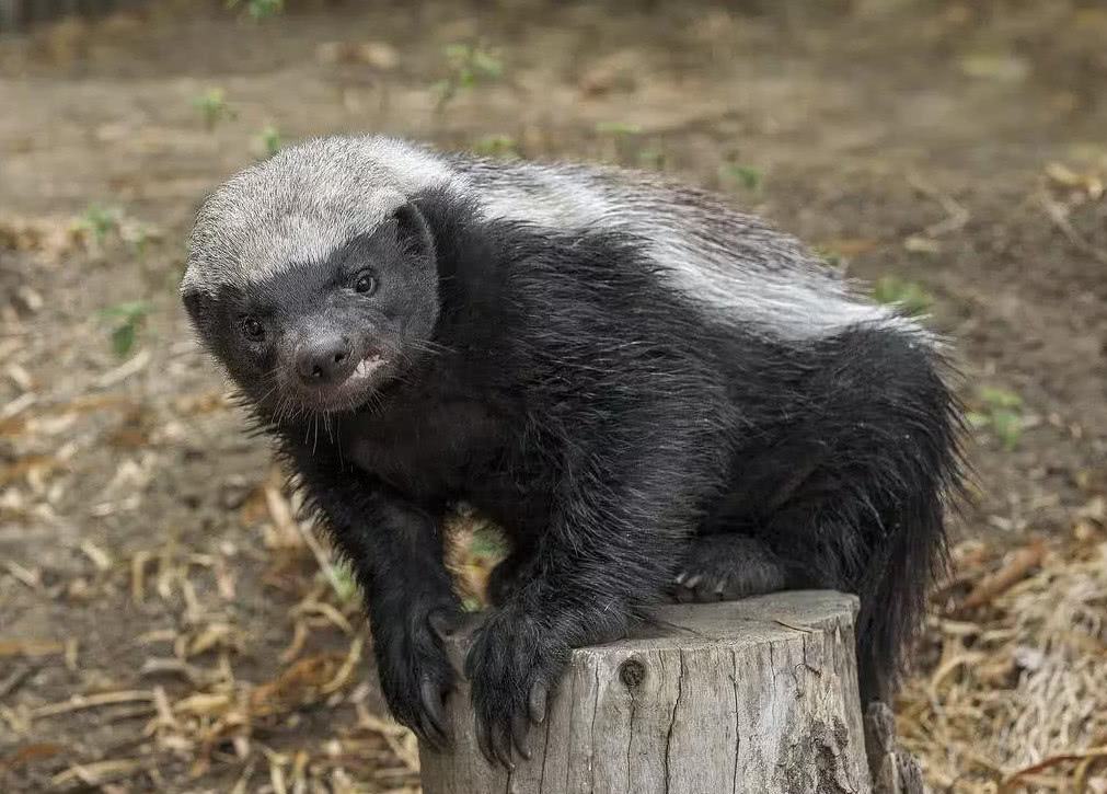 平头哥蜜獾其实有很多天敌但却没有一种对它们有严重危害