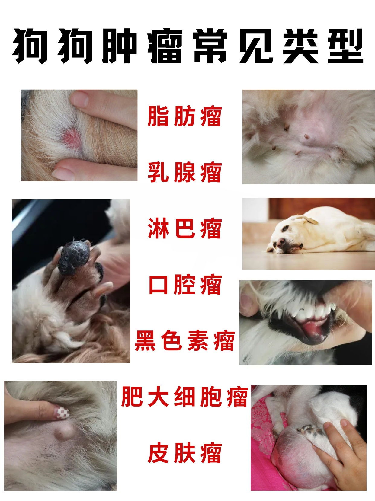 狗狗肿瘤常见类型有脂肪瘤,乳腺瘤,淋巴瘤,口腔瘤,黑色素瘤,肥大细胞