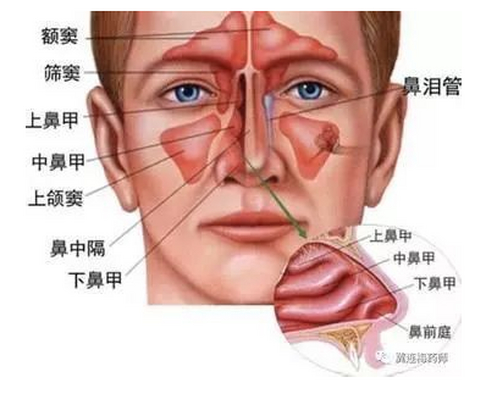鼻窦炎有哪些表现症状?你了解吗?