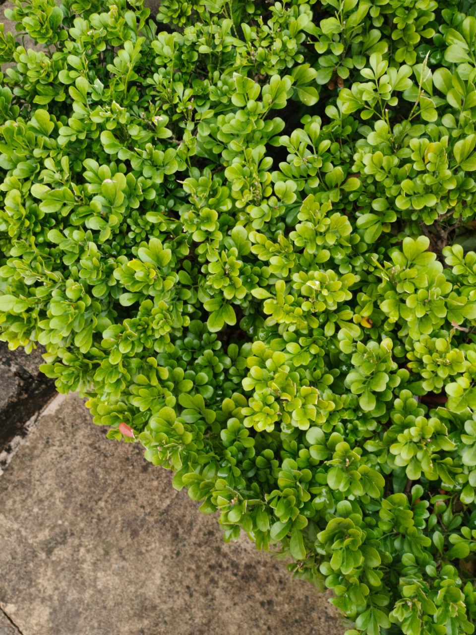 是一种常绿的乔木植物,属于楝科米仔兰属.