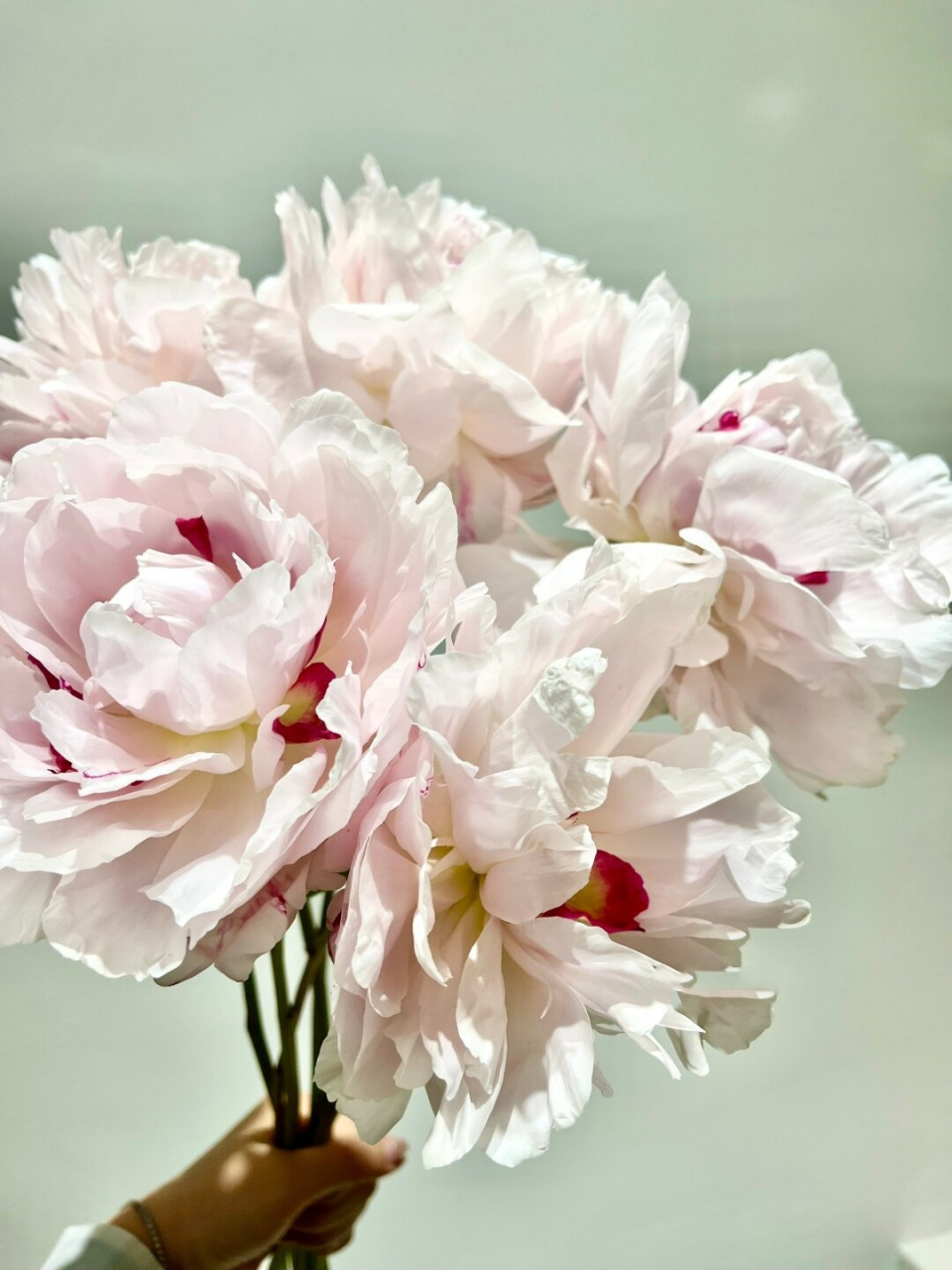 每天带你认识一种花材 粉池金鱼芍药  我是"粉池金鱼"芍药,我的花语是