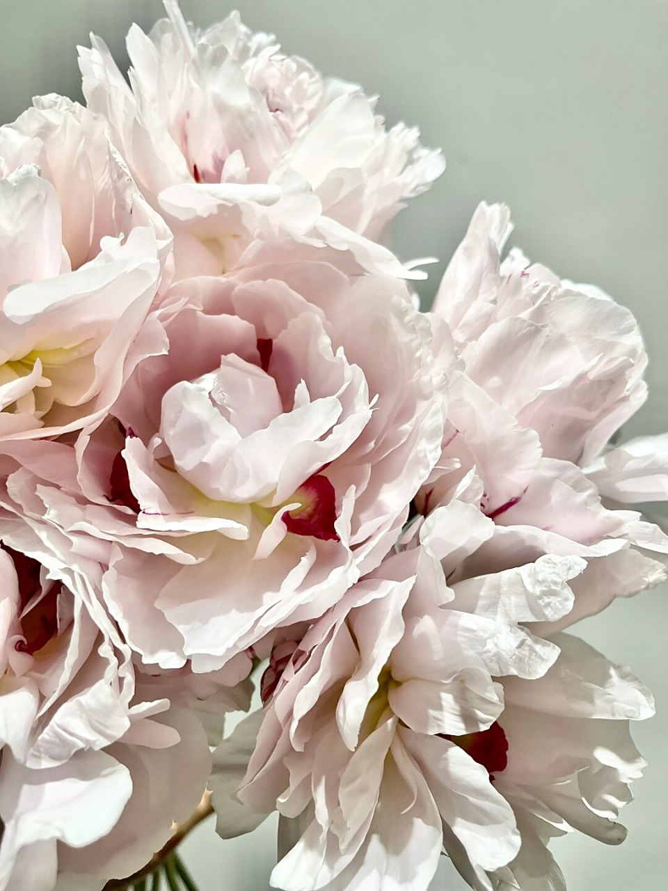 每天带你认识一种花材 粉池金鱼芍药  我是"粉池金鱼"芍药,我的花语是