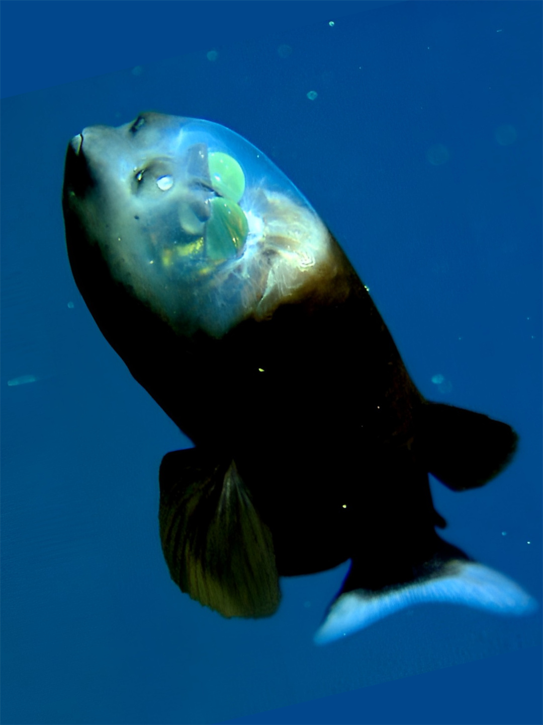 海洋生物管眼鱼 管眼鱼