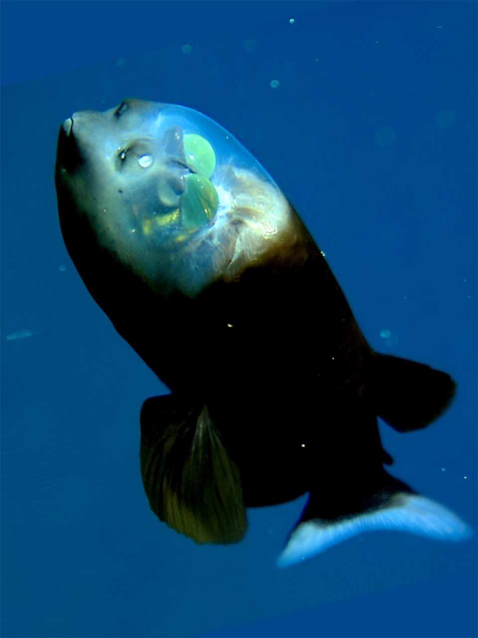 海洋生物管眼鱼 管眼鱼,又称为太平洋桶眼鱼,是一种神奇的海洋生物.