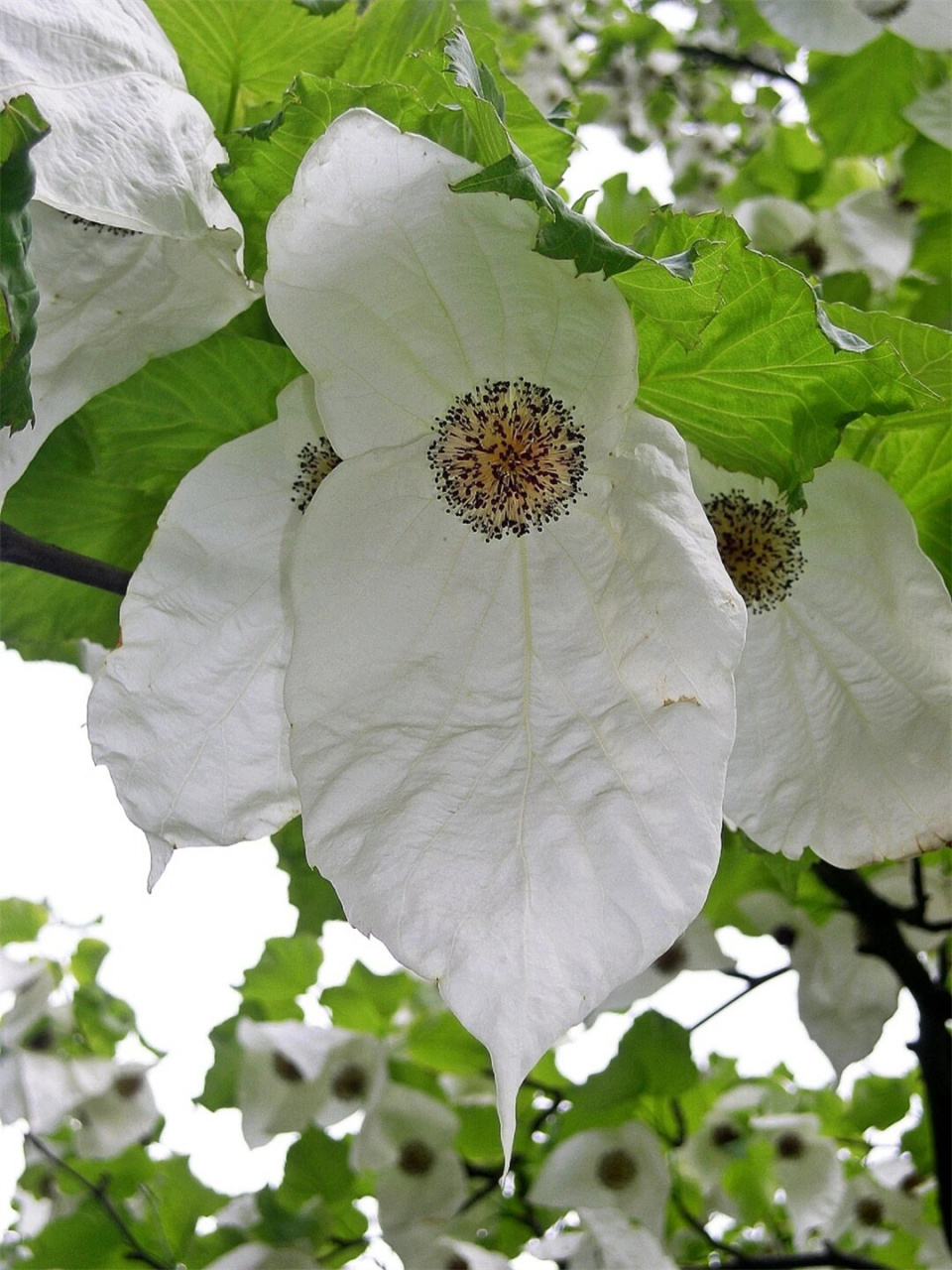 植物界大熊猫珙桐  珙桐,这个名称听起来就颇具神秘