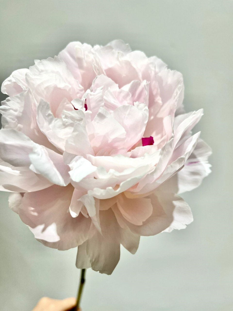 每天带你认识一种花材 粉池金鱼芍药  我是"粉池金鱼"芍药,我的花语是