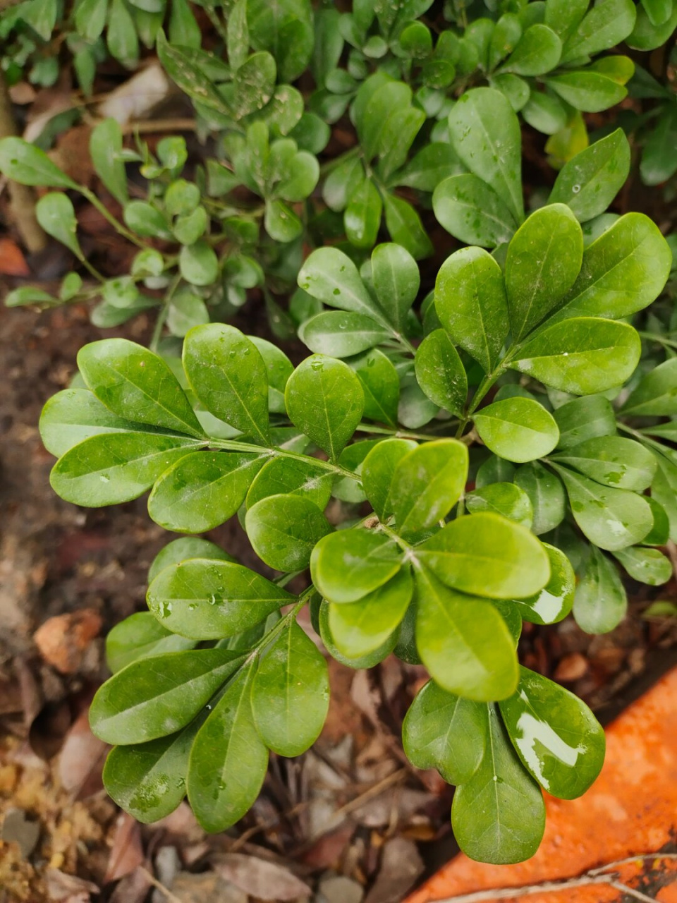 是一种常绿的乔木植物,属于楝科米仔兰属.