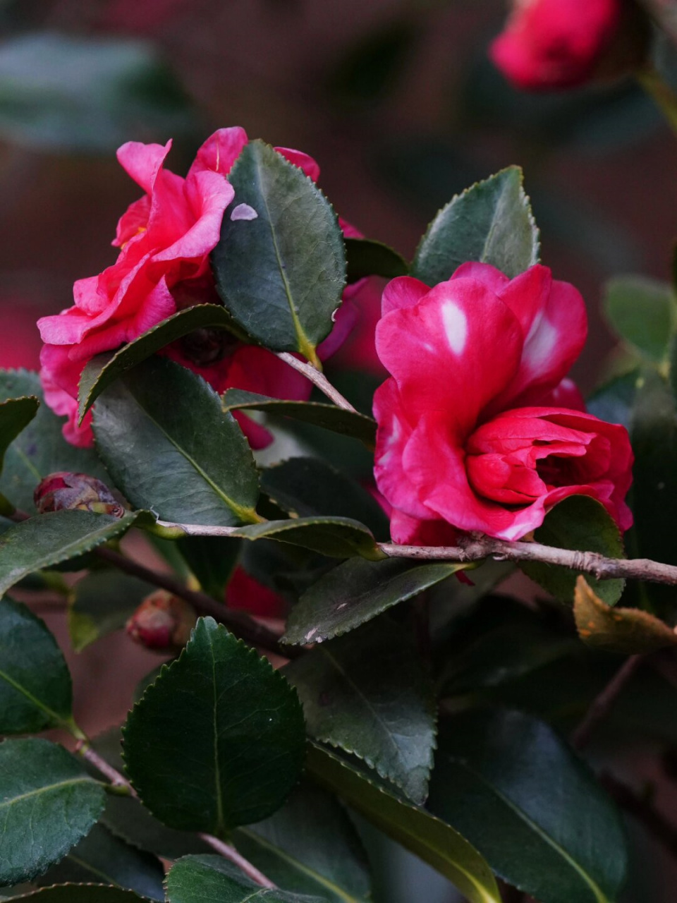 冬日茶梅 丹玉(二)  大家好!