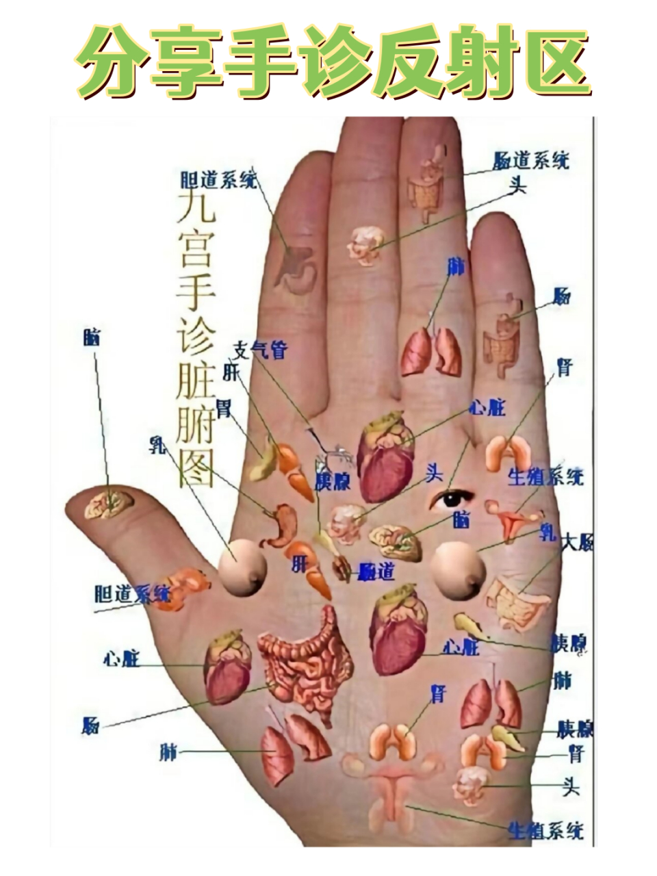 分享手诊反射区  哎呀,最近感觉身体有些不太舒服,怎么办呢?
