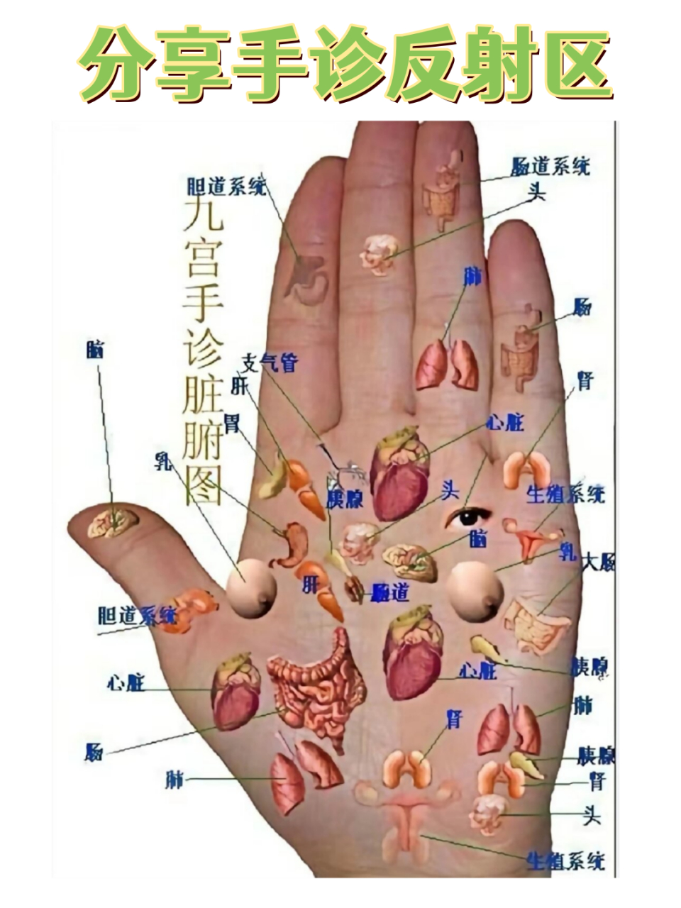 手上胃的反射区图解图片