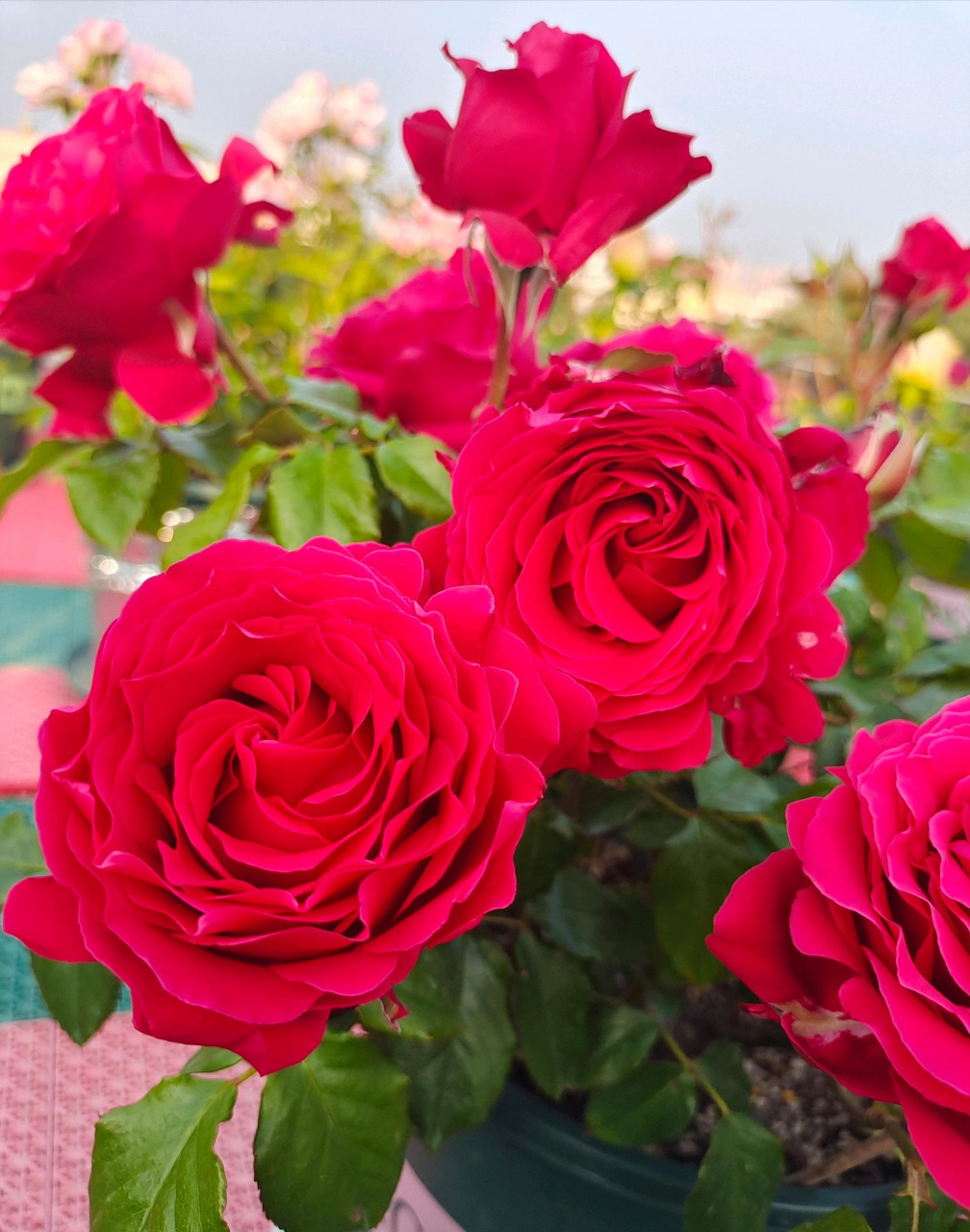 2月图文动态激励计划# 月季花"米迦勒",全名天使长米迦勒,著名女性