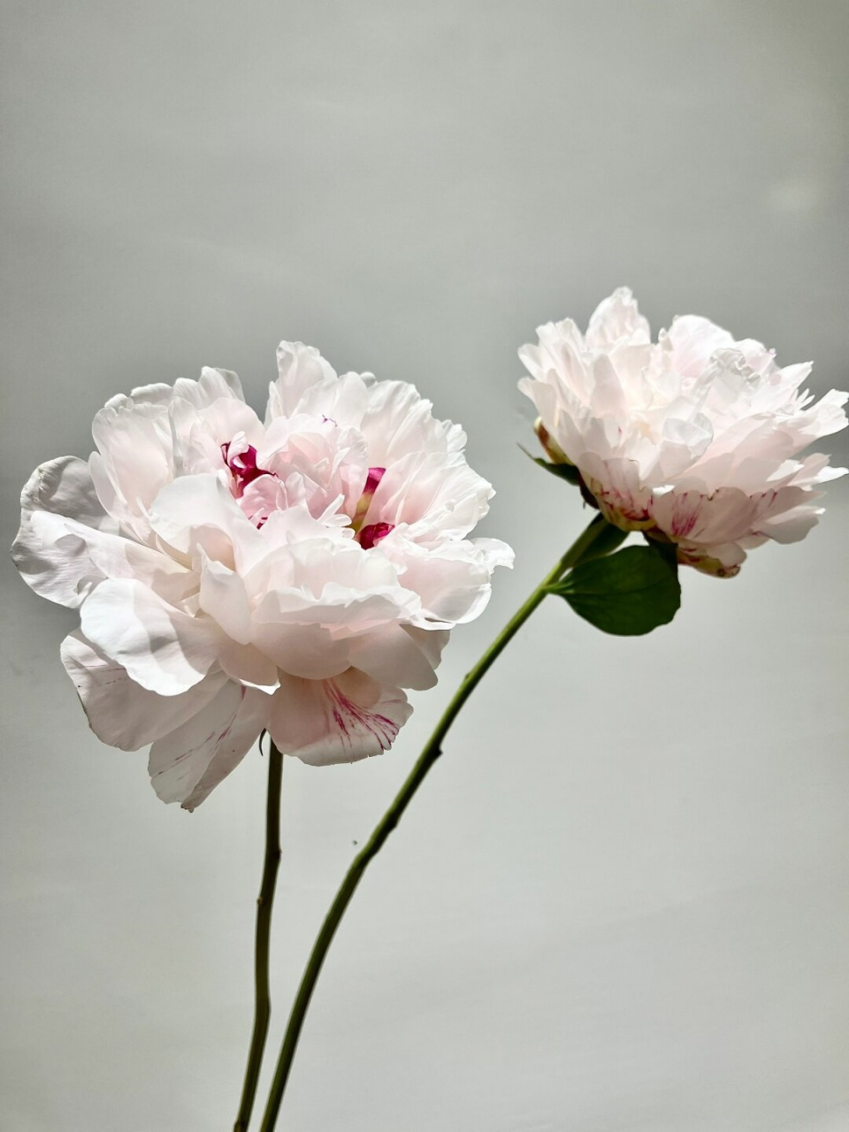 每天带你认识一种花材 粉池金鱼芍药  我是"粉池金鱼"芍药,我的花语是